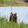 Alaskan Bears and Shorebirds